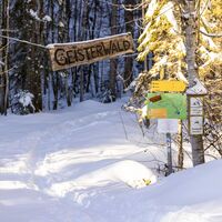 Kinderschneeschuhwanderung im Geisterwald Russbach | Dachstein West