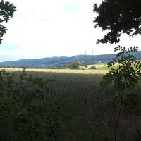 im Bürgerspitalwald