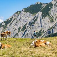 Kühe auf der Hochalpe am Breitenberg