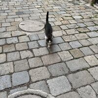 Sehr zutraulich die Schlosskatze :)