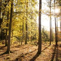 Herbstsonne im Wald.jpg