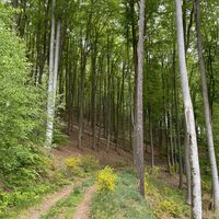 Buchenwald am Leininger Klosterweg