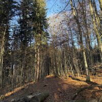 So ist dieser Weiterweg nach einer Steigspuren-Kreuzung nur nach einigen GPS-Wünschelrutengängen auffindbar.