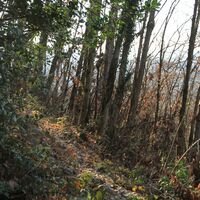 Wegabschnitt oberhalb der zwei Burgen