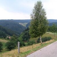 Ein einzelner Baum am Wegesrand schafft noch mehr Abwechslung für's Auge.