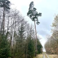Wolfmannshäusen Wald
