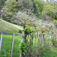 Blühende Vielfalt am Pfälzer Höhenweg