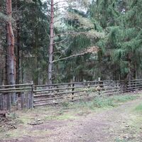 Übergang zu den Mammutbäumen