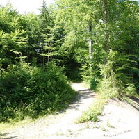 Aufstieg Forststraße auf den Sattel