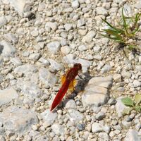 Naturlehrpfad Billafingen