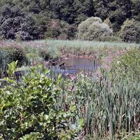 Renaturierung der Lauter (2)