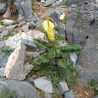 Bergflora