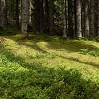 Regenerieren im Wald