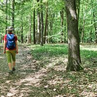 Der Weg führt durch den Wald