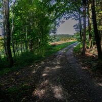 Nach Gsteinert im Wald