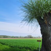 Kopfweide in der Ried "Dammln"