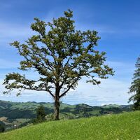 Losenstein-Hohe Dirn Trail