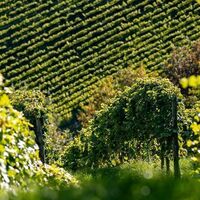 Landschaft Gamlitz