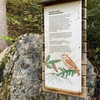 Walderlebnis am Höhlenpark
