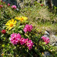 Arnika und Alpenrosen versüßen den Aufstieg