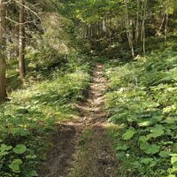 Weg durch den Wald zum Lieglloch
