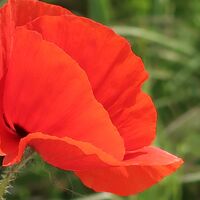 Mohnblume