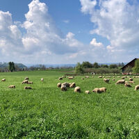 Schafe in der Naturidylle