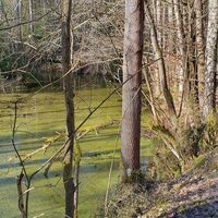 21.4 km Teiche im Schremser Hochmoor