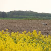 Kraniche auf dem Feld