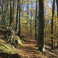 Kammweg bei Eisenach
