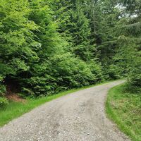 Aufstieg zum Gsengetstein zuerst über Forstweg