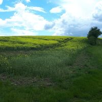 Naturnaher geht es nicht am Pfälzer Höhenweg
