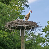 Storchennest mit geschlüpften Jungen