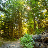 Wald im Sonnenlicht