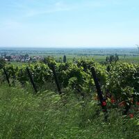 Abstieg von der Villa Ludwigshöhe Richtung Edenkoben