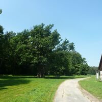 1000 jährige Eiche bei Bierbaum