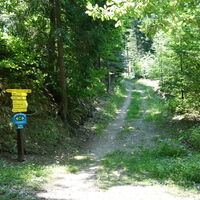 Wanderweg Hohlweg im Wald hoch