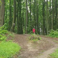 9.6 km Am höchsten Punkt zw. den markierten Buchen weiter