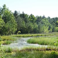 Haspelmoor
