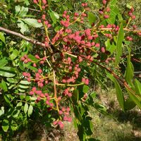 Rando des Asphodeles0007 ©CDRP34