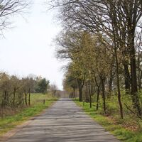 Schostorf - Straßenbaumallee