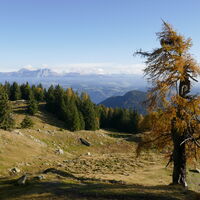 die knorrige Lärche mit dem Hirzer - dem höchsten Gipfel der Sarntaler Alpen - im Hintergrund