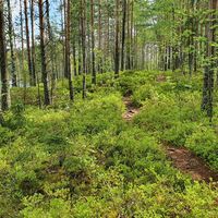 Pöyhiänniemen Naturpfad