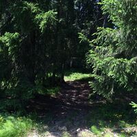 Abstieg durch den Wald