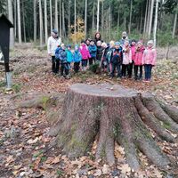 Neupflanzung  einer Weißtanne (Klasse 1a für die Gemeinde Leutersdorf) im Nov. 2021 bei der gefällten Räuberfichte