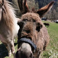Esel am Wegesrand