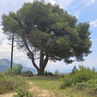 Links abbiegen bei Baumgruppe
