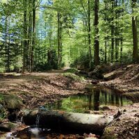 Mühlgrabenweg