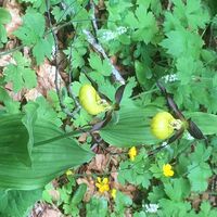 Marien-Tänzerchen (Blüte) auf dem Weg 971