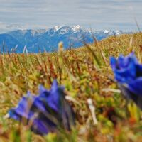 Hochalm aus dem Utschgraben über Eisenpass und Herrenkogel
